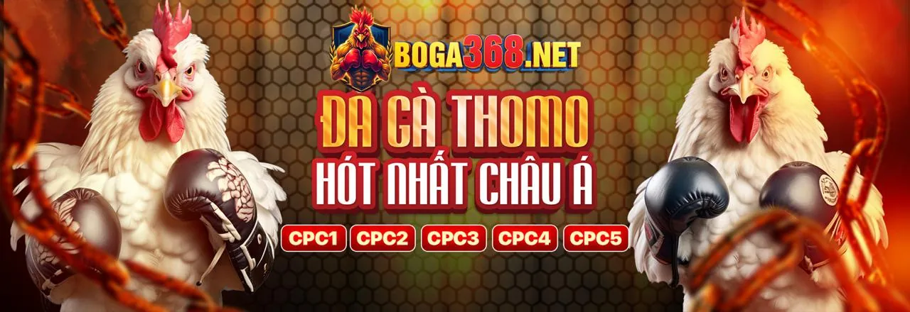 Sân chơi đá gà trực tuyến HS Bet sôi động 2026